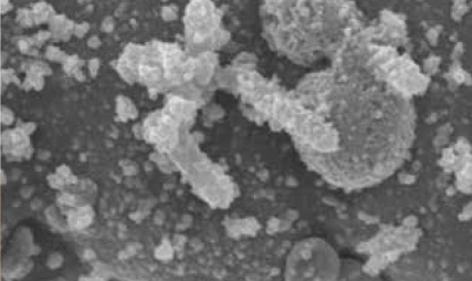 Destroyed Bacteria