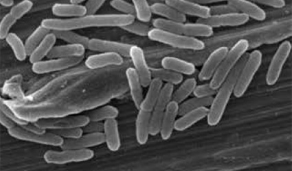 Healthy Bacteria